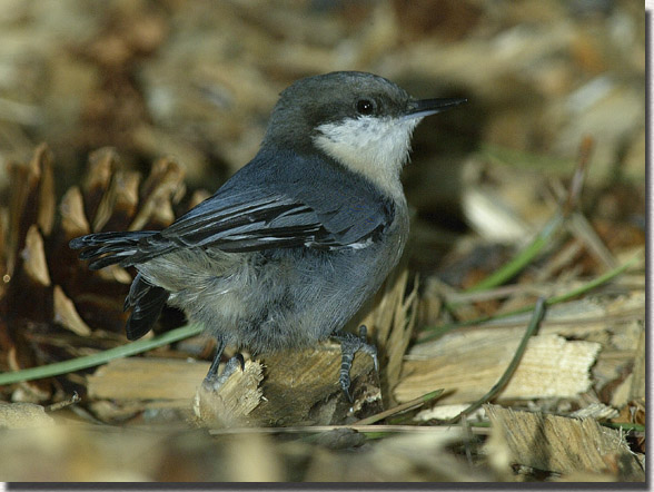 Pygmy Nuthatch