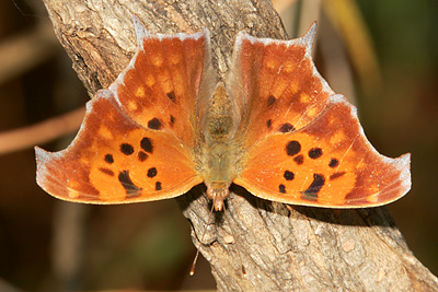 Question Mark (Polygonia interrogationis) 