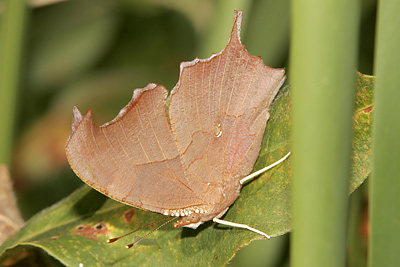 Question Mark (Polygonia interrogationis) 