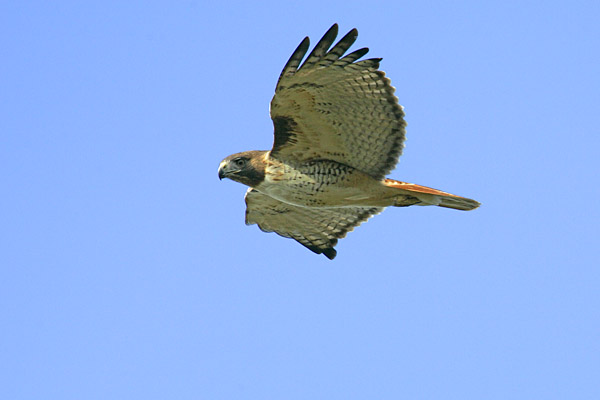 Red-tailed Hawk