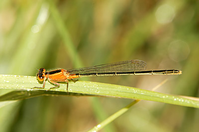 Rambur's Forktail damselfly (female)