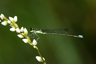 Rambur's Forktail damselfly (male)