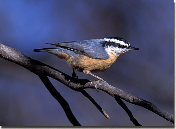 Red-breasted Nuthatch