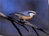 Red-breasted Nuthatch