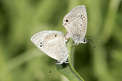 Reakirt's Blue (Hemiargus isola) 