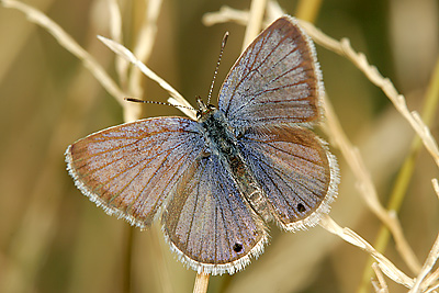 Reakirt's Blue (Hemiargus isola) 