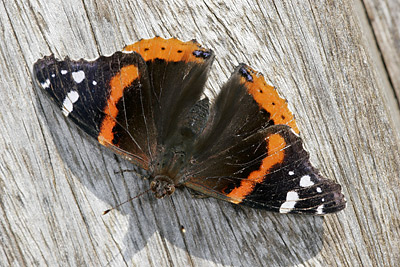 Red Admiral (Vanessa atalanta)