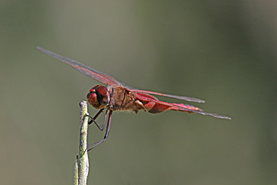 Red Saddlebags dragonfly (male)