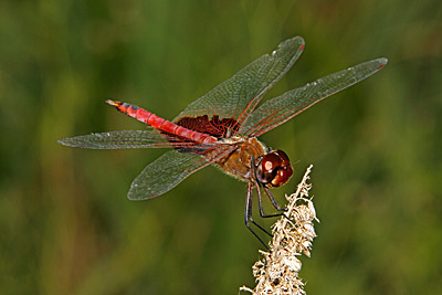 Red Saddlebags dragonfly (male)