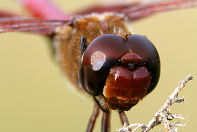 Red Saddlebags dragonfly (male) closeup head shot