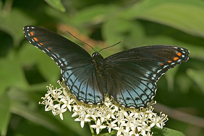 Red-spotted Purple (Limenitis arthemis) 