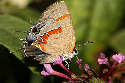 Red-banded Hairstreak (Calycopis cecrops) 