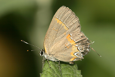 Red-banded Hairstreak (Calycopis cecrops)  