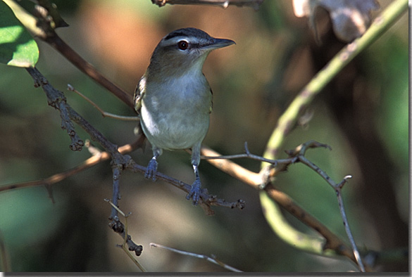 Red-eyed Vireo