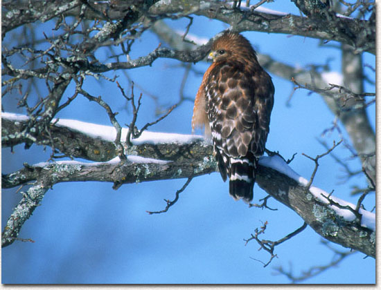 Return to Basics of Bird Photography