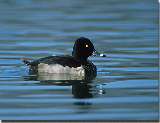 Ring-necked Duck