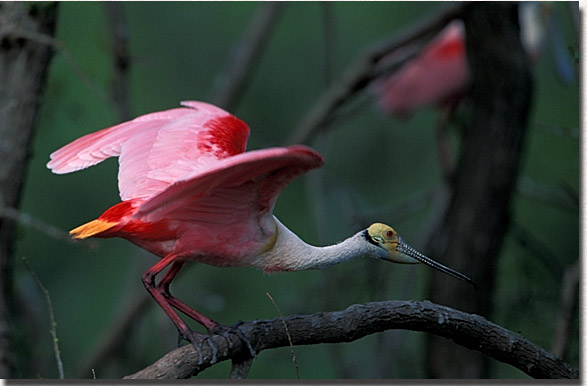 Roseate Spoonbill