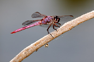 Roseate Skimmer dragonfly (male)