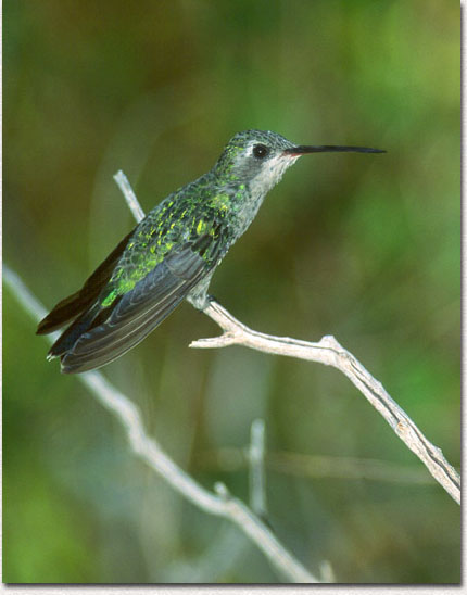 Ruby-throated Hummingbird Female