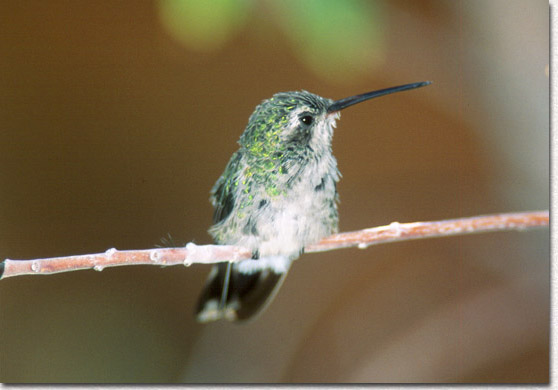 Ruby-throated Hummingbird Fledgeling