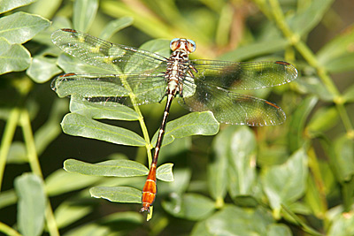 Russet-tipped Clubtail dragonfly