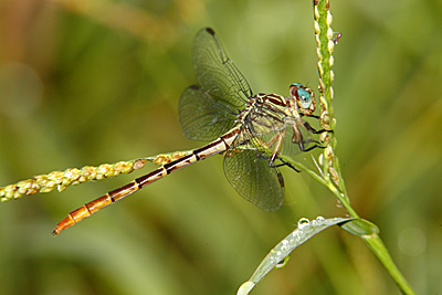 Russet-tipped Clubtail dragonfly