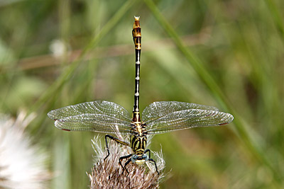 Russet-tipped Clubtail dragonfly (male)