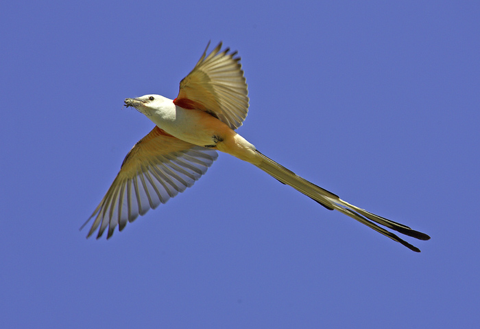 Male Scissor-tail Flycather with food