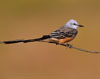 Scissor-tailed Flycatcher on a fence