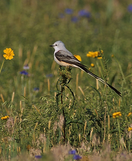 Scissor-tailed Flycatcher in a field