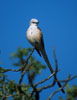 Scissor-tailed Flycatcher in a tree