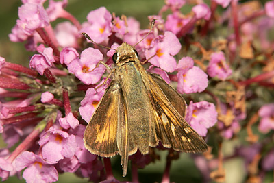 Sachem (Atalopedes campestris) 