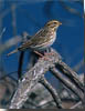 Savannah Sparrow