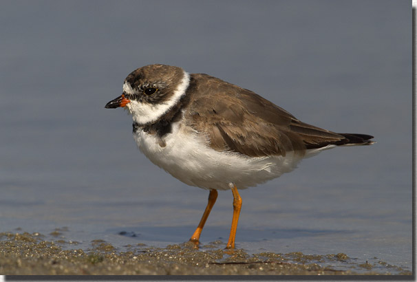 Semi-palmated Plover