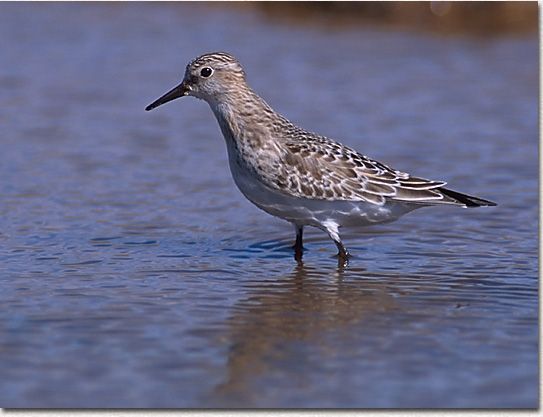 Semipalmated Sandpiper