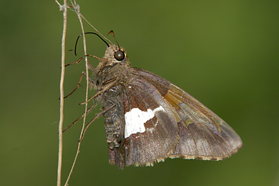 Silver-spotted Skipper (Epargyreus clarus)