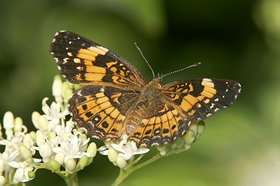 Silvery Checkerspot (Chlosyne nycteis) 