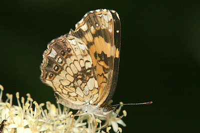 Silvery Checkerspot (Chlosyne nycteis) 