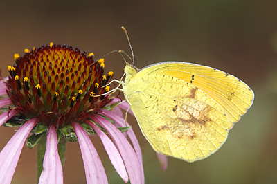 Sleepy Orange butterfly