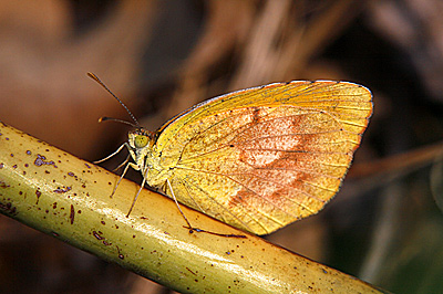 Sleepy Orange butterfly