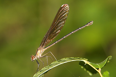 Smoky Rubyspot damselfly