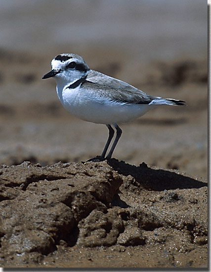 Snowy Plover