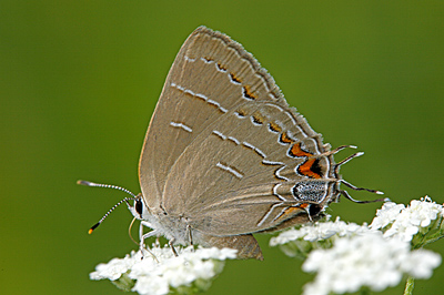 Soapberry Hairstreak butterfly