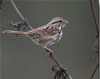 Song Sparrow