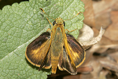 Southern Broken-Dash (Wallengrenia otho) 