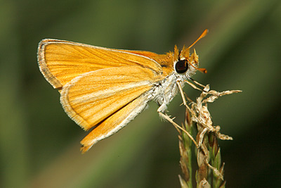 Southern Skipperling Butterfly