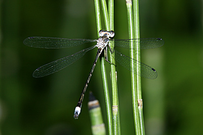 Southern Spreadwing damselfly (male)