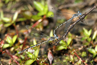 Southern Spreadwing damselfly (pair mating)