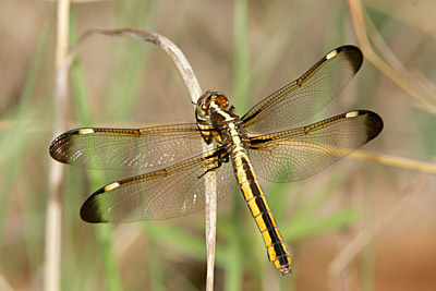 Spangeld Skimmer dragonfly (female)