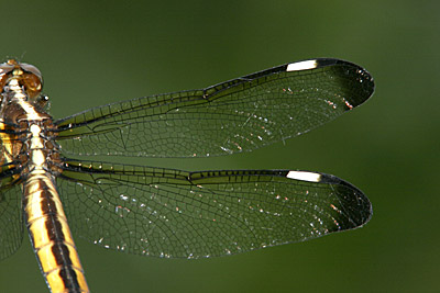 Spangeld Skimmer dragonfly wing detail (female)